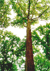 big teak tree