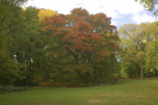 big tupelo tree