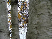 Birch Tree Bark