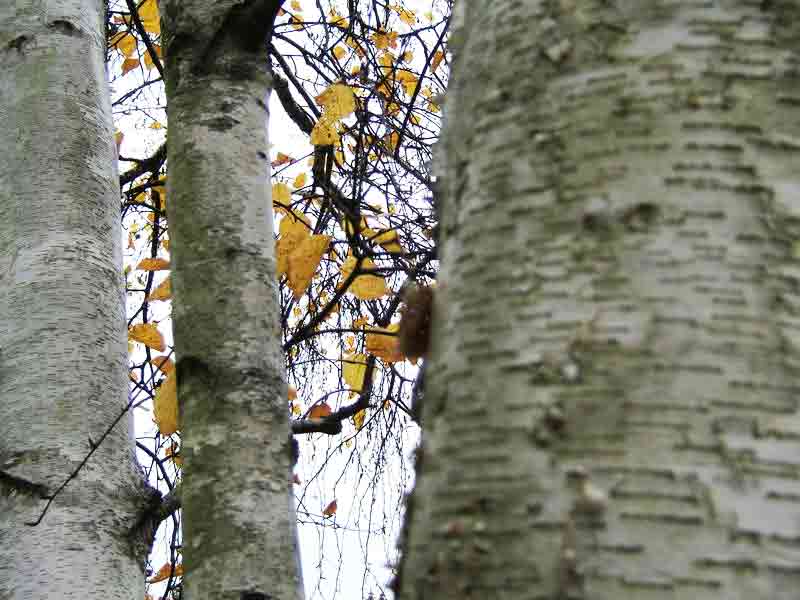 Birch Tree Bark, Characteristic Birch Bark Photo