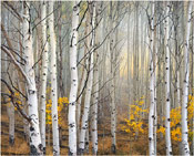 Birch Tree Grove