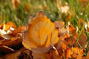 Birch Tree Leaf