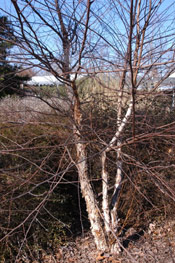 Birch Tree Picture