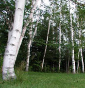 Birch Tree Photo