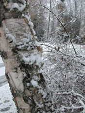 Birch Tree in Winter