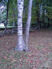 Birch Tree Image