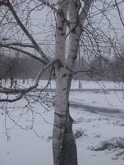 Birch Tree Picture