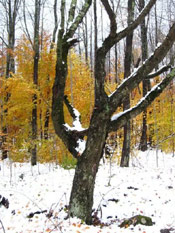 Black Birch Tree