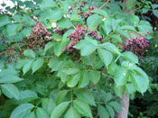 Black Elderberry