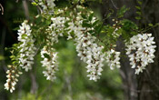 black locust