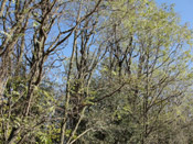 black locust tree