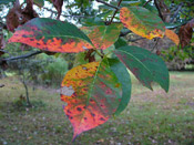 black tupelo tree