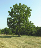 black walnut