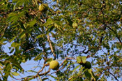 Pictures of Walnut Trees: Black Walnut Tree Kind