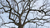 Pictures of Walnut Trees: Black walnut tree