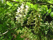 Locust Tree Pictures: Black Locust Flowers