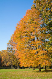 black tupelo tree