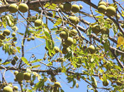 black walnut tree