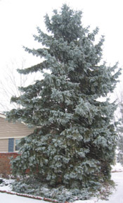 blue spruce tree