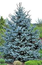 blue spruce