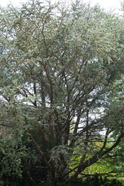 Blue Atlas Cedar