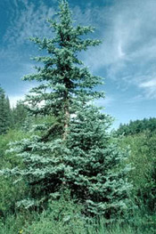 blue spruce