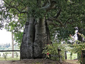 Bottle Tree Image