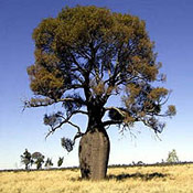 Bottle Tree