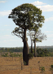 Bottle Tree Image