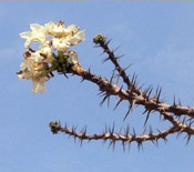 Bottle Tree Flower