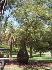 Bottle Tree Image