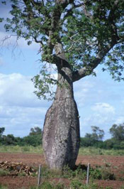 Bottle Tree Pic