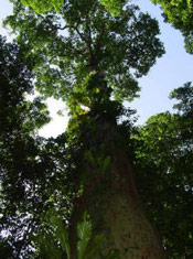 Brazil Nut Tree Pictures