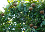 Brazil Nut Tree Photograph