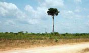 Brazil Nut Tree Image