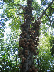 Brazil Nut Tree Photograph