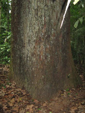 Brazil Nut Tree Photo