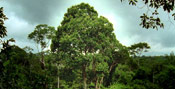 Brazil Nut Tree Photo