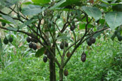 Brazil Nut Tree Pic