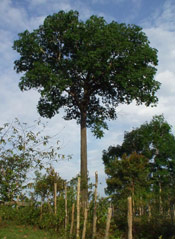 Brazil Nut Tree Photo