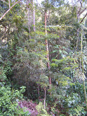 Brazilwood Tree Picture