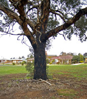 Burnt Gum Tree