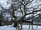 capon oak tree
