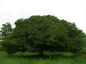 Cashew Tree