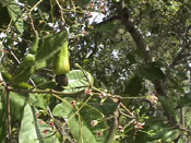 Cashew Tree