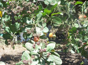 Cashew Tree Picture