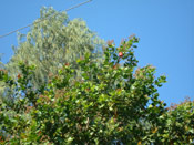 Cashew Tree Image