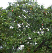Cashew Tree Photo