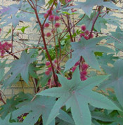 castor bean