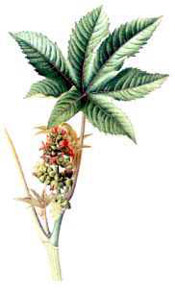 castor oil plant